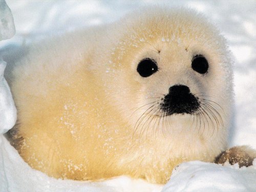A baby seal
